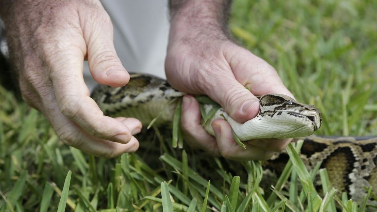 Chytili gigantickú samicu pytóna. Poradila by si aj s jeleňom