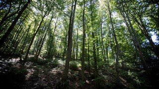 Za každý vyrúbaný dva nové. V lesoch pribudnú milióny stromov