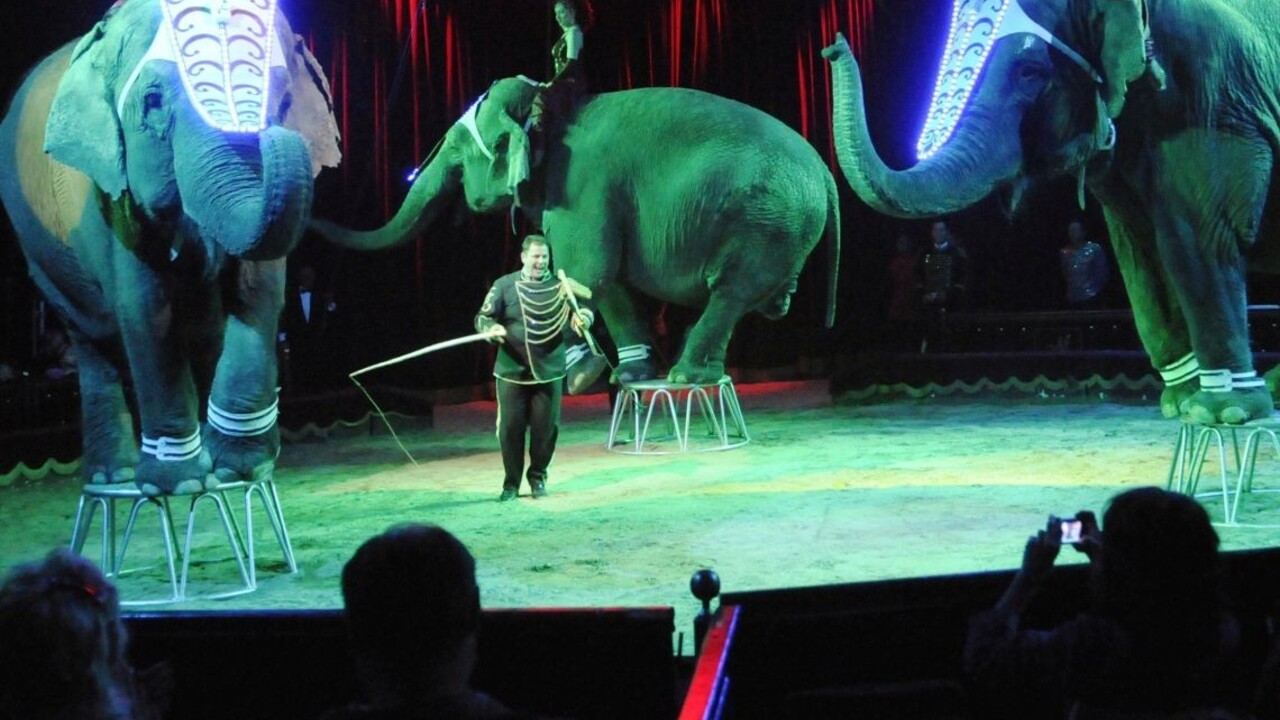 Cirkusom pri vystúpeniach zakážu zvieratá, budú aj výnimky