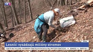 Lesníci sa pustili do výsadby stromov, každý vyrúbaný nahradia dva nové