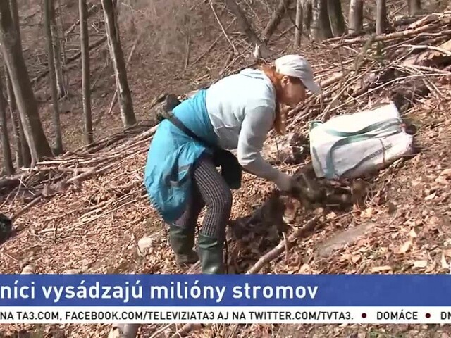 Lesníci sa pustili do výsadby stromov, každý vyrúbaný nahradia dva nové