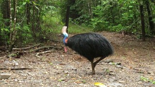 Najnebezpečnejší vták na svete zaútočil na človeka a zabil ho