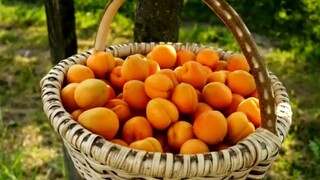 Marhuľové údolie Wachau / S koňmi proti prúdu