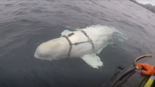 Objavili veľrybu, ktorú zrejme vyškolila ruská armáda