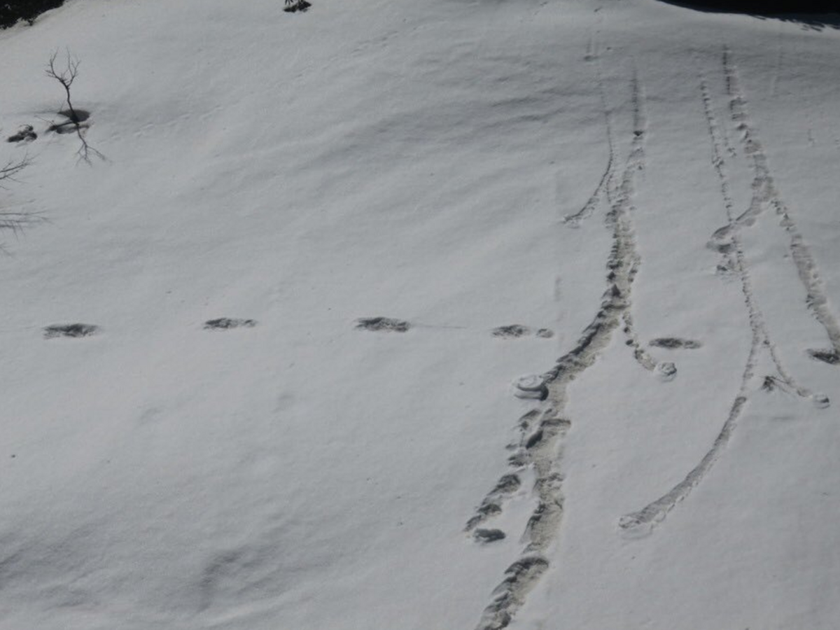 Armáda tvrdí, že našla stopy Yetiho. Stala sa terčom posmechu