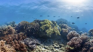 Ostrovania žalujú Austráliu, vraj nekoná proti klimatickým zmenám