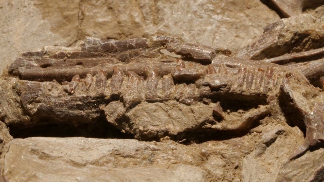 Objavili nového lietajúceho dinosaura, dosiaľ najvtákovitejšieho