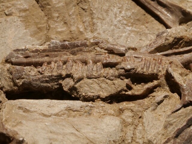 Objavili nového lietajúceho dinosaura, dosiaľ najvtákovitejšieho