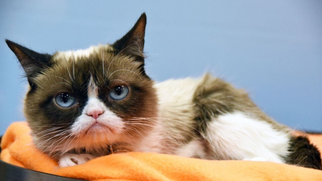 Zomrela mrzutá Grumpy Cat, najznámejšia mačka na svete