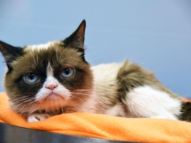 Zomrela mrzutá Grumpy Cat, najznámejšia mačka na svete