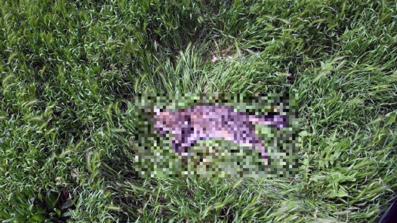 Opilec vyhodil mačku z ôsmeho poschodia, hrozí mu väzenie