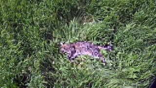 Opilec vyhodil mačku z ôsmeho poschodia, hrozí mu väzenie