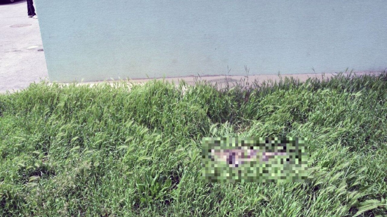 Potrestali muža, ktorý vyhodil mačku z ôsmeho poschodia