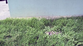 Potrestali muža, ktorý vyhodil mačku z ôsmeho poschodia