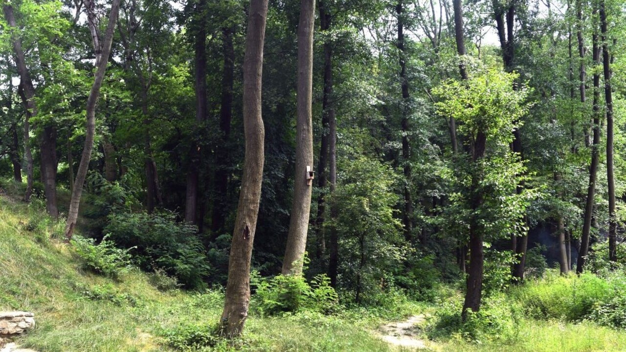Chcú splniť požiadavky doby. Lesy SR prehovorili o zisteniach NKÚ