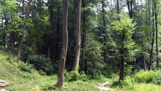 Chcú splniť požiadavky doby. Lesy SR prehovorili o zisteniach NKÚ