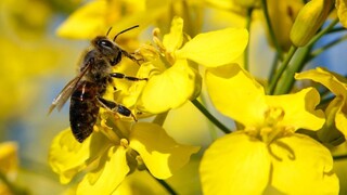 Motýle a včely sú ohrozené. Vláda schválila ochranné opatrenia