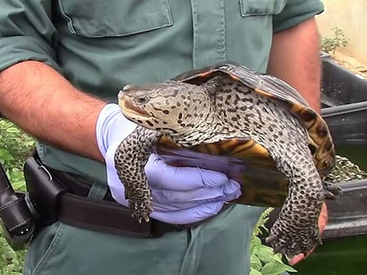 Operácia Smršť bola úspešná, rozbili gang pašerákov zvierat