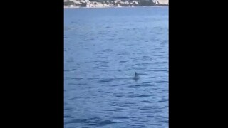 Nebezpečný žralok sa po desiatkach rokov vrátil na Makarskú