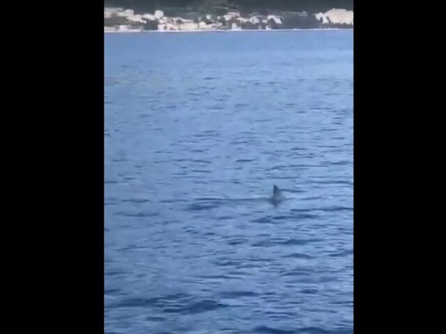 Nebezpečný žralok sa po desiatkach rokov vrátil na Makarskú