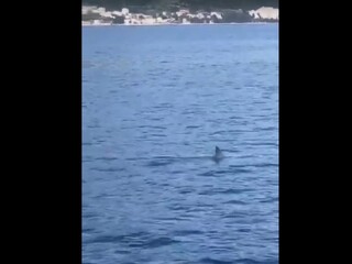 Nebezpečný žralok sa po desiatkach rokov vrátil na Makarskú