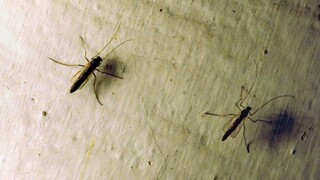 Nádoby s vodou môžu byť liahniskom tisícok komárov, upozorňuje bratislavský magistrát