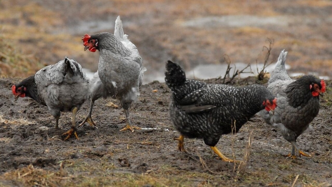 Kaufland rozširuje ponuku vajec z podstielkového a voľného chovu zo Slovenska