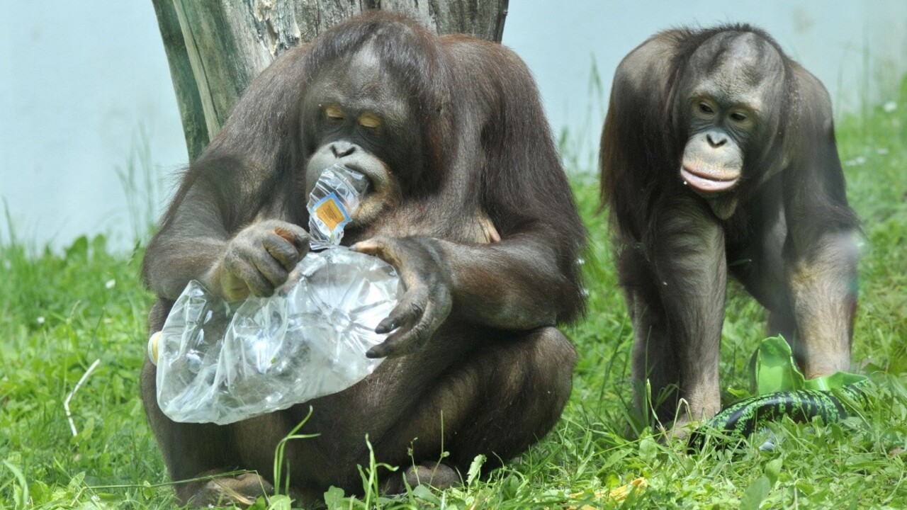 Horúčavami trpia i zvieratá. Ochladzujú sa špeciálnymi nanukmi