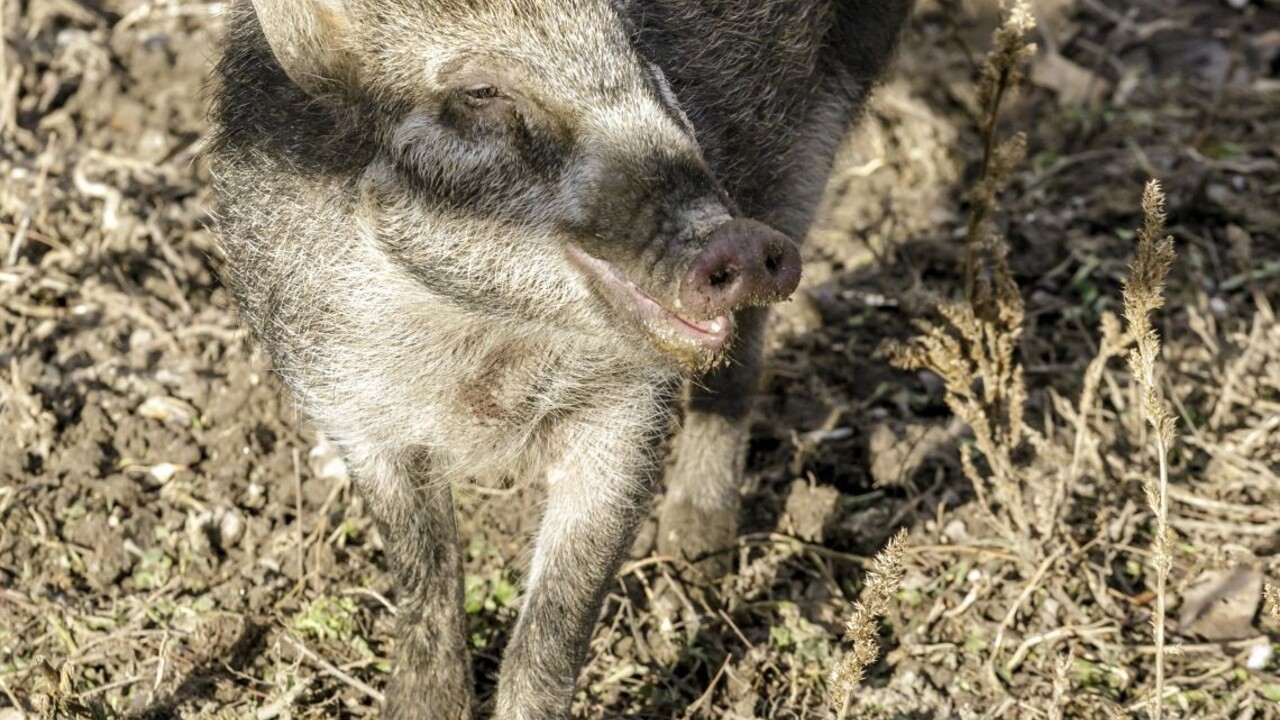 Po námestí sa prechádzali diviaky, vraj nie je dôvod na paniku