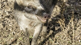 Po námestí sa prechádzali diviaky, vraj nie je dôvod na paniku