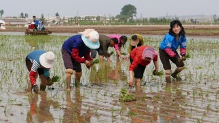 Kimova Kórea čelí nedostatku jedla, od susedov dostane tony ryže