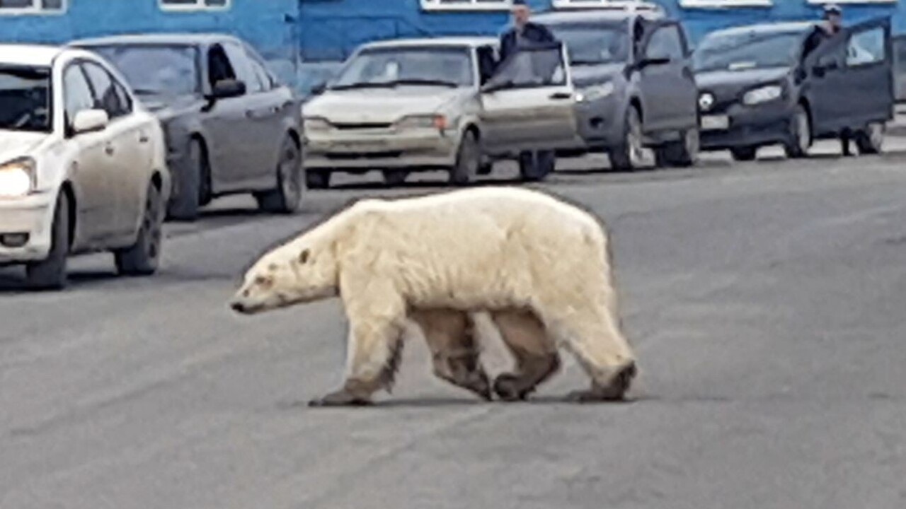 Hlad dohnal medveďa až do mesta, na internete kolujú smutné fotky