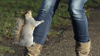 Hasiči, polícia a veterinári zasahovali kvôli zaseknutej veveričke