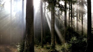 Lesy SR platia obciam a mestám vysoké dane, ide o milióny eur