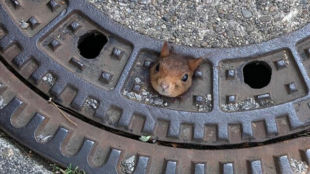 germany-stuck-squirrel-45988-3b4a7ad7550f42869970f8bacf8782bd_ac1100ae-a5c9-f35e.jpg