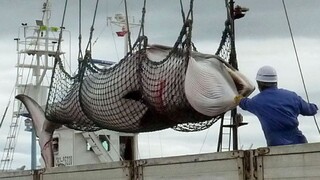 Zabiť môžu stovky veľrýb. Japonci začali s komerčným lovom