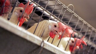Holandsko eviduje nové ohniská vtáčej chrípky, zlikvidujú vyše 200-tisíc kurčiat