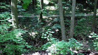 Tri dni ležal v lese, lekár ho vyhlásil za mŕtveho. Muž prežil