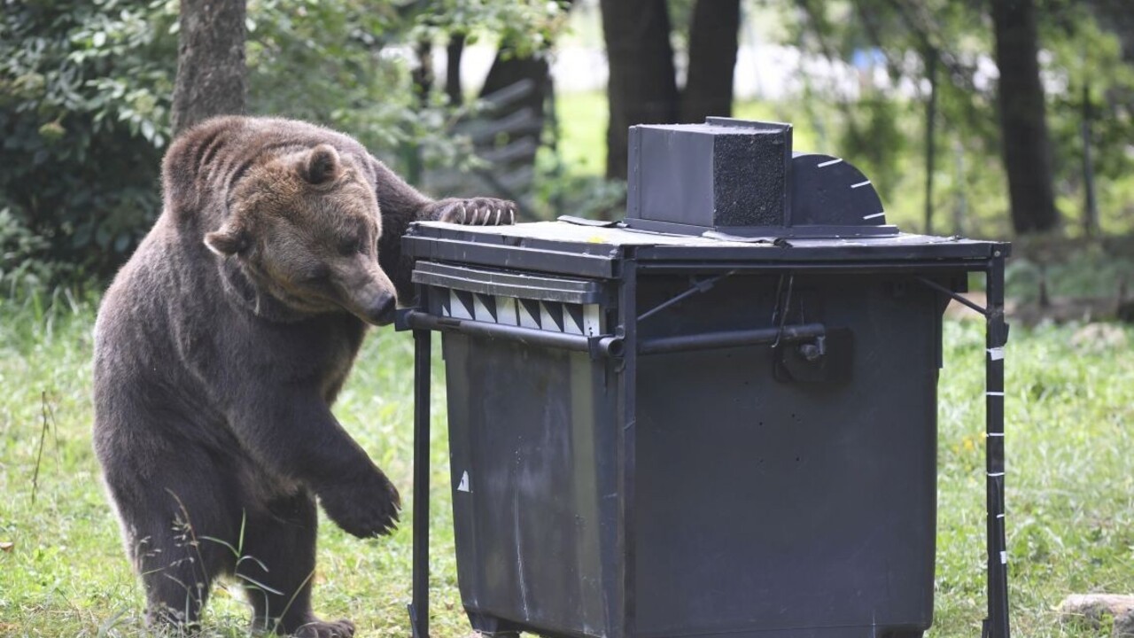 Stará Ľubovňa varovala turistov, v lesoch sa pohybuje medveď