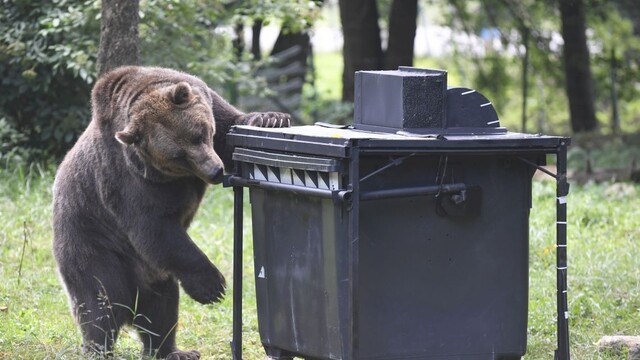 Stará Ľubovňa varovala turistov, v lesoch sa pohybuje medveď