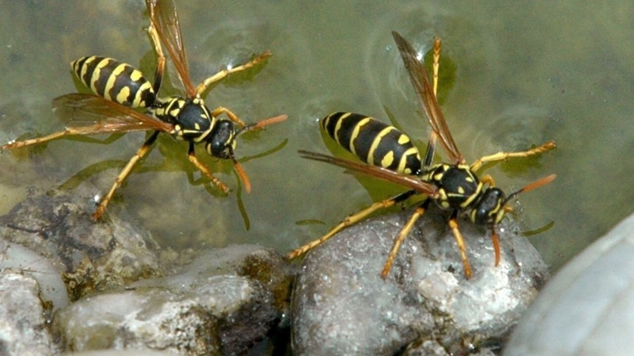 Muža napadol roj ôs, ťažko dýchal a opuchol. Zachránila ho polícia