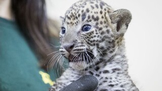 Bratislavskú ZOO evakuovali. Rozruch spôsobilo mláďa leoparda