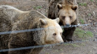 Na Záhorí pribúdajú medvede, polícia varuje pred celou rodinkou