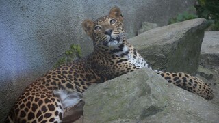 ZOO prehovorila o evakuácii a leopardovi. Opäť ju otvorili