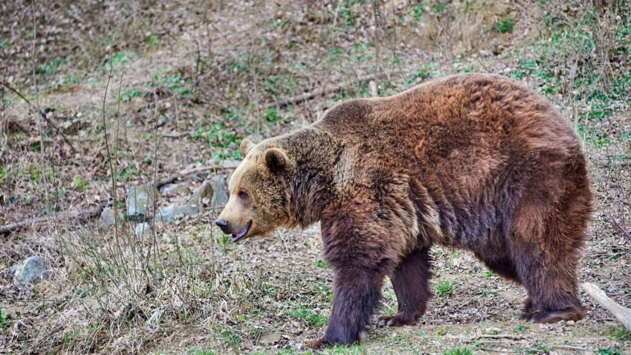 Česi v Tatrách potrebovali pomoc záchranárov, stretli medveďa
