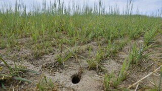 Poľnohospodárov trápia hraboše, niektorí prišli o väčšinu úrody