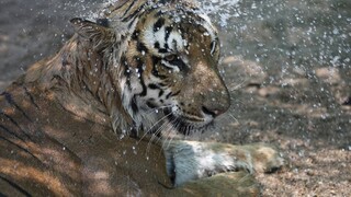 Z parku ušla tigrica, zdriemla si v posteli miestneho obyvateľa