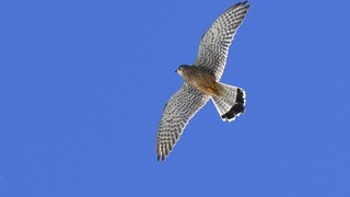 Sokoly opúšťajú hniezda. Treba ich nechať tak, radí ornitológ