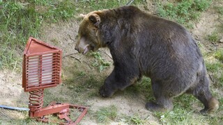 Medveď v Tatrách je premnožený, MŽP to nevidí dramaticky