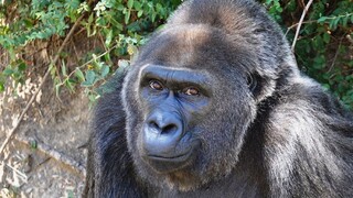 Zomrela šéfka Trudy, najstaršia gorila chovaná v zajatí